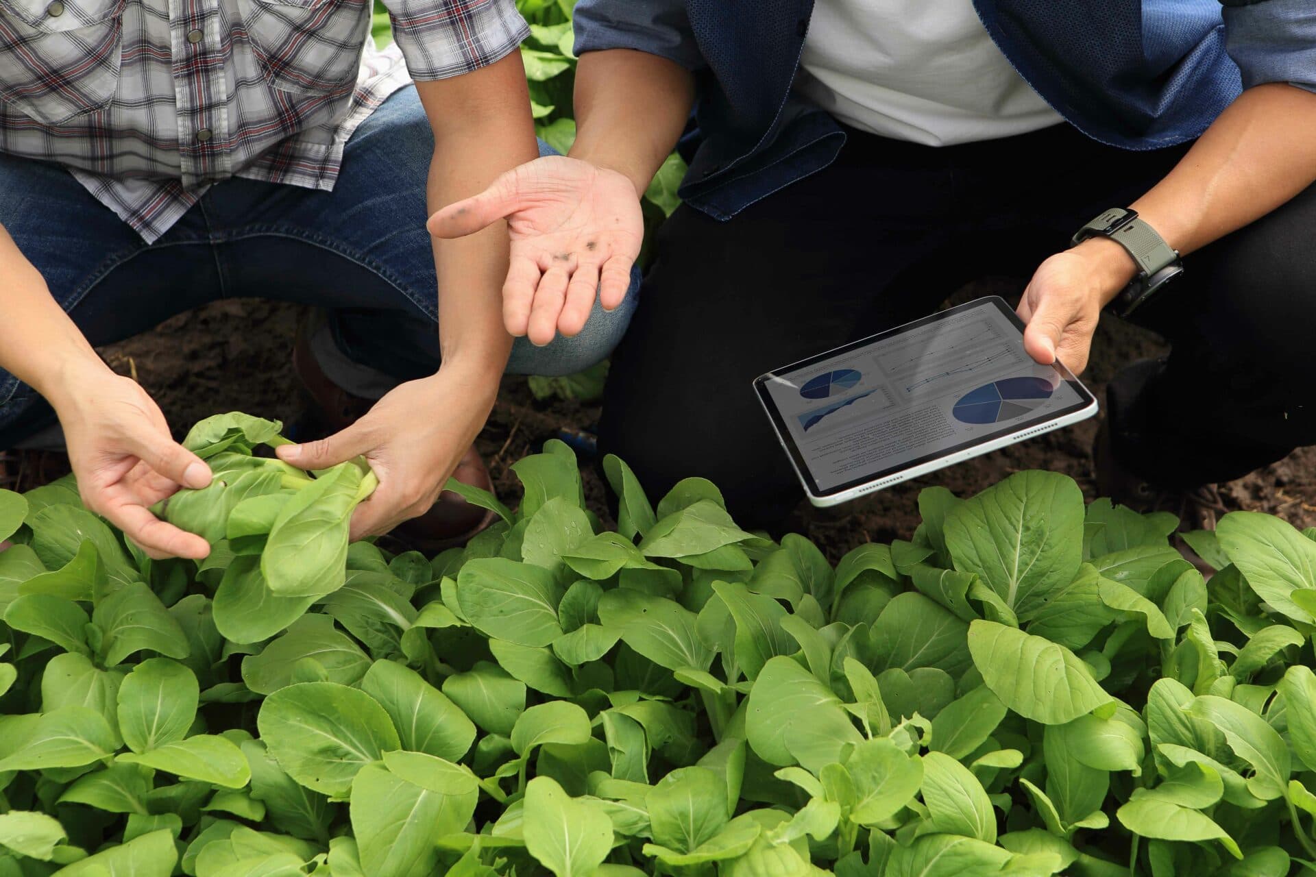 Data management in agriculture